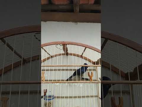 Azulão Xô! - Embolando no Oitão