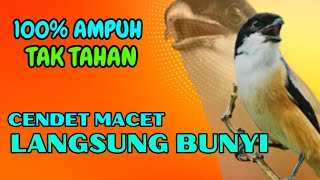Download lagu PASTI TAK TAHAN CENDET MENDENGARNYA❗ PANCINGAN CENDET AGAR RAJIN BUNYI❗❗ mp3
