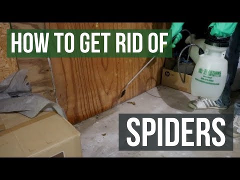 download lagu mp3 mp4 How To Keep Spiders Away From Front Door, download lagu How To Keep Spiders Away From Front Door gratis, unduh video klip How To Keep Spiders Away From Front Door