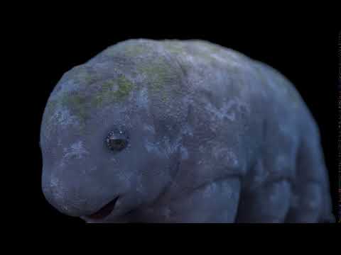 Journey of the Waterbear - Tardigrade freezing R&D