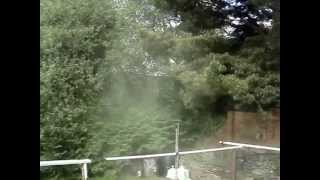 Hitting Pine Tree with Stick - Pollen Clouds