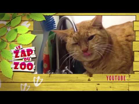 Le Zap du Zoo - Boomerang - Best Of Voix off