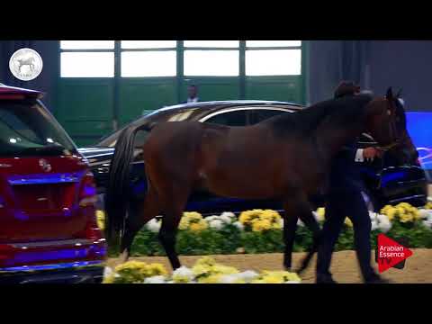 N.64 QAYSAR AL JOOD - SEWC 2017 - Stallions (Class 5A)