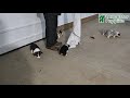 Welsh Corgi Pembroke dogs for sale: Jameson - Video 1