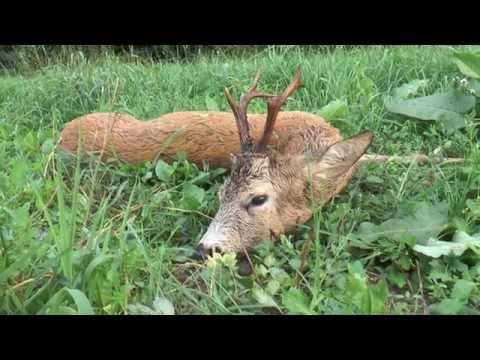 Faszinierende Bockjagd in Ostpreußen zur Blattzeit! Fascinating roe buck hunt during mating season!