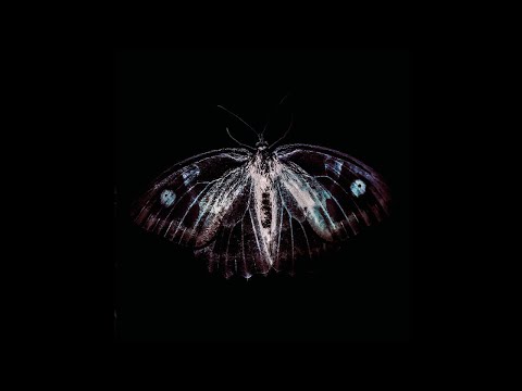 Phill Niblock, Franck Vigroux & Kasper T. Toeplitz - Bestia