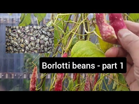 Growing and (drying) storing borlotti beans - allotment growing - shokher bagan (part 1)