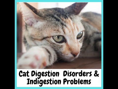 Cat with sensitive digestion treated with Feline Comfort by Vitality Science