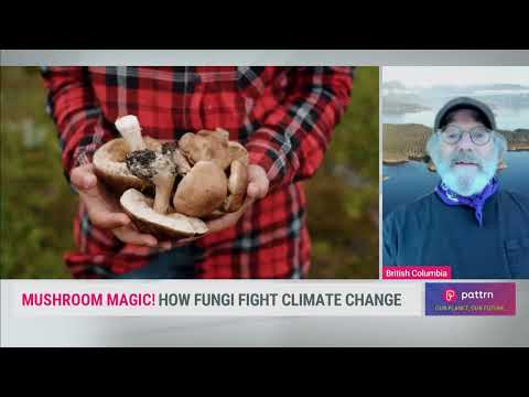 The Magic of Mushrooms: How Fungi are Helping Fight Climate Change