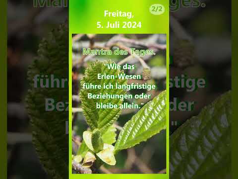 2024-07-05 Seelenbotschaft - Tagesmantra - Erle #treefluencer #körperseelegeist #merikinbynature