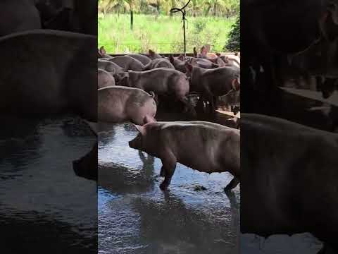 granja nova mutum mt segue nóis 🫡