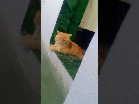 super fluffy cat her name goldy #cat lover #javed siddiqui#cats #shorts