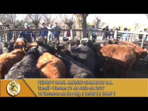 21-07-17 Venta de Machos - Pedro y Raul Alonso Ganados S.A. - Tandil.