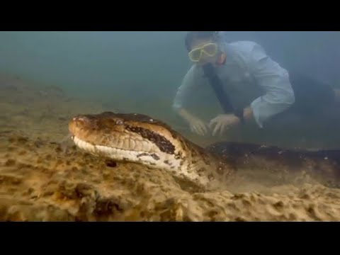 Gjarpri më i madh në botë është zbuluar në Amazonë, një anakonda 8 metra e gjatë