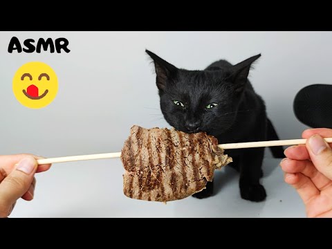 Kitten eating Steak ASMR - YouTube