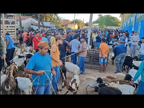 FEIRA DE ANIMAIS DE CAMPESTRE-RN 14.08.2026