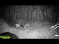 Adult Black Bear Noise