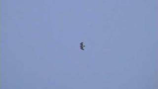preview picture of video 'Short-toed Eagle, 8 May 2002, Ottenby, Öland, Sweden'
