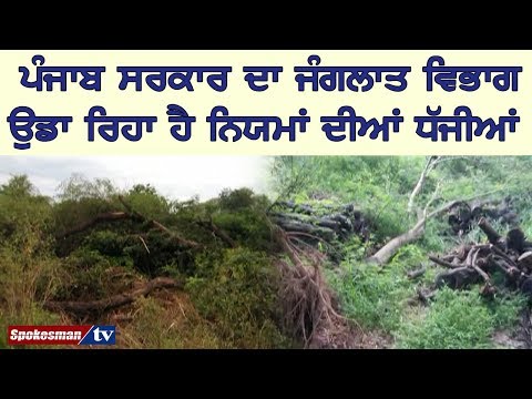 ਪੰਜਾਬ ਸਰਕਾਰ ਦਾ ਜੰਗਲਾਤ ਵਿਭਾਗ ਉਡਾ ਰਿਹਾ ਹੈ ਨਿਯਮਾਂ ਦੀਆਂ ਧੱਜੀਆਂ