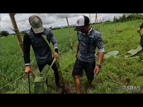 EP707-P1 - Pagtatanim ng mga Puno ng Saging | Occ. Mindoro