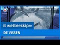 IT WETTERSKIP: De vissen