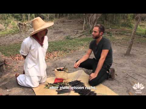 Vanille vom Ursprung aus Mexiko