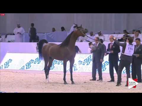 N.194 PRINCE KARAT R - Dubai 2016 - Colts 3 years old (Class 11)