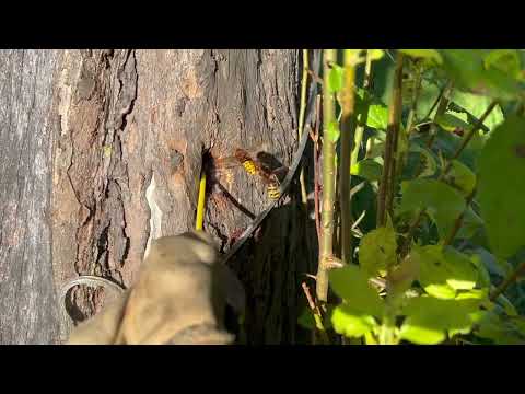 A Tree Full of European Hornets in Mantoloking, NJ