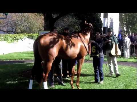 2012 Breeders' Cup - Groupie Doll