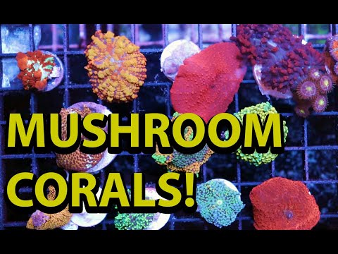Keeping Mushroom Corals \\ One Of The Easiest Corals Ever