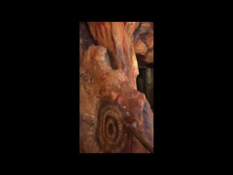 Pandora Flight of Passage - The Queue walkthrough