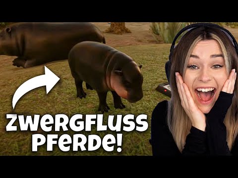 Süßigkeit pur. Wir haben Zwergflusspferde! - Planet Zoo Muckelzoo  (Stream vom 30.9.22)