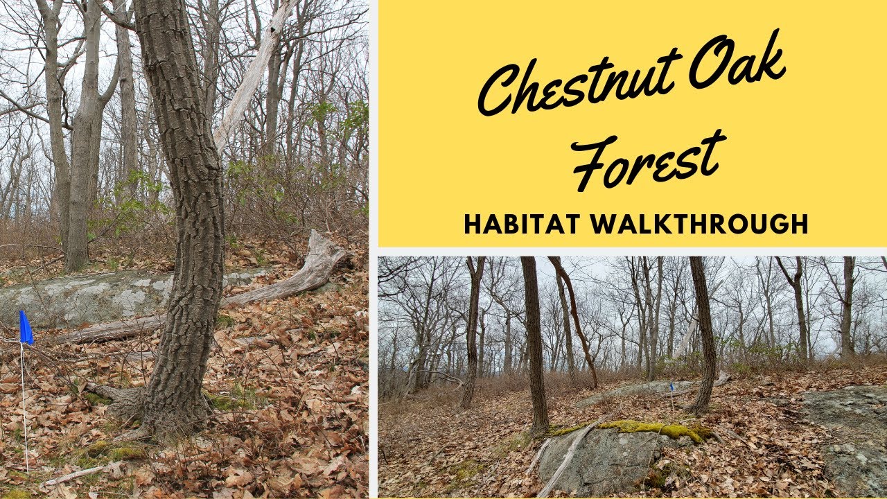  Habitats: Chestnut Oak Forest 