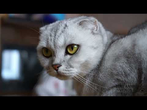 Beautiful and cute cats compilation episode 2