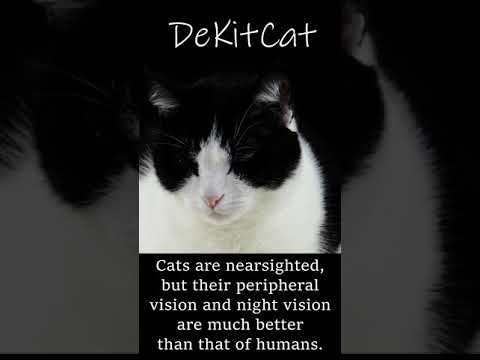 Cats are nearsighted, but their peripheral & night vision are much better than that of humans.