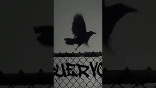 ESCUCHA MI NUEVA CANCIÓN "CUERVOS"⭐✌🏻. #rap #parati