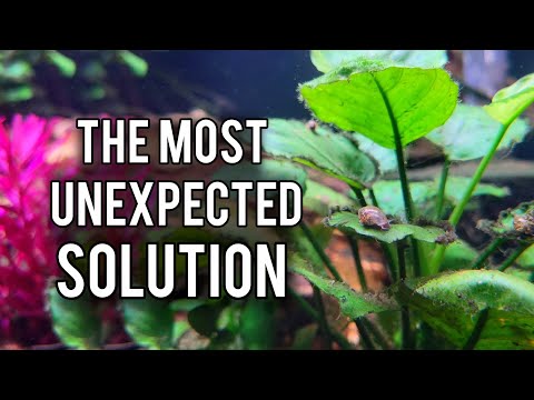 Algae Free In Two Weeks, No CO2, No Maintenance - Let Nature Do It For You