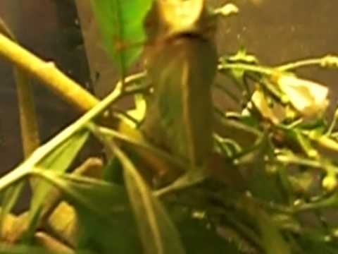 Leoncio VS Saltamontes