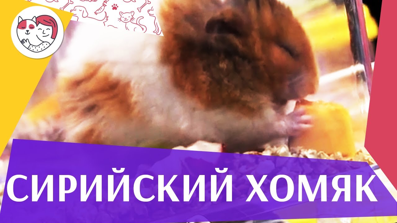 Сирийский хомяк Рацион на ilikepet