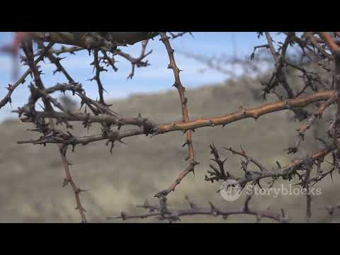 MONGO tree growth from seed to harvest