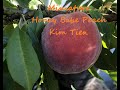 Miniature Honey Babe Peach Harvest PNW Gardening