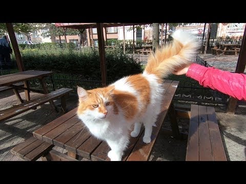 Cat with fluffy tail is so lovely but a little jealous