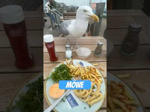 Seagulls: The most criminal birds on the beach