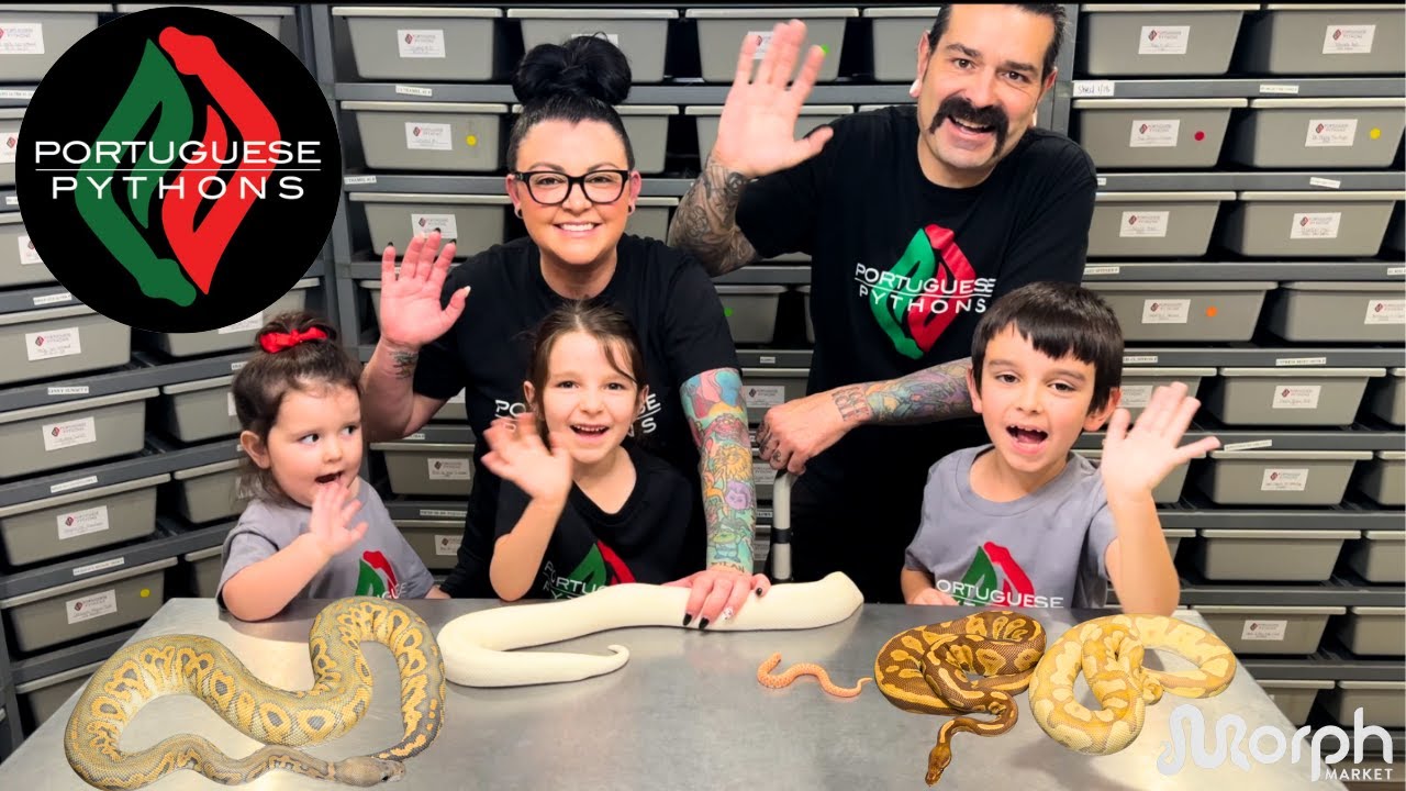 The BEST Ultramel Ball Python Combos With Portuguese Pythons