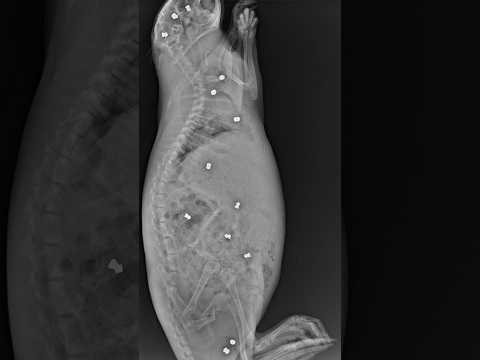 Bonn: Nutria shot with air gun #animalsbonn