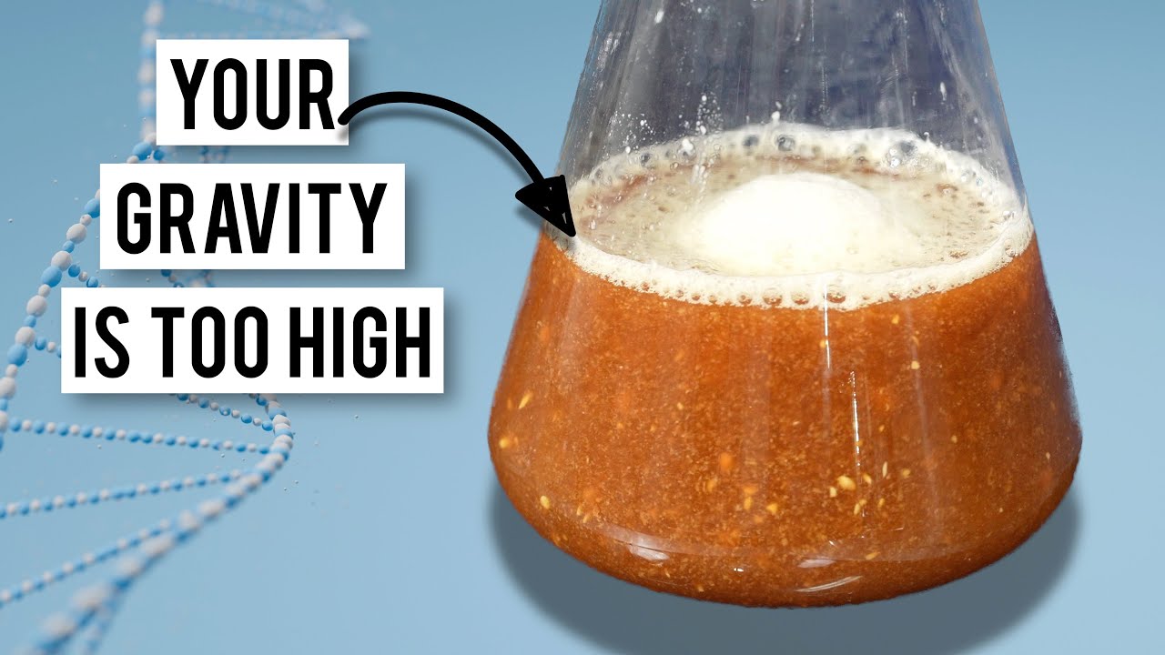 Three Discoveries From Brewing Science | With The Brü Lab