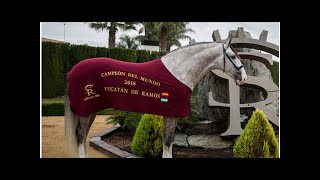 Yucatán de Ramos, el semental galáctico de Sergio que cobra 3.000 euros por cópula