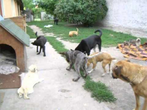 Aladin, Robin, Frida, Bobby, Andrea, Zumba, Natasha, Elinor, Starky