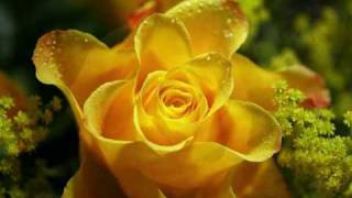 Bobbie Prins 18 Yellow Roses