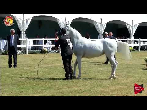 Elran Cup 2018 - Senior Mares Championship